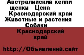 Австралийский келпи, щенки › Цена ­ 5 000 - Краснодарский край Животные и растения » Собаки   . Краснодарский край